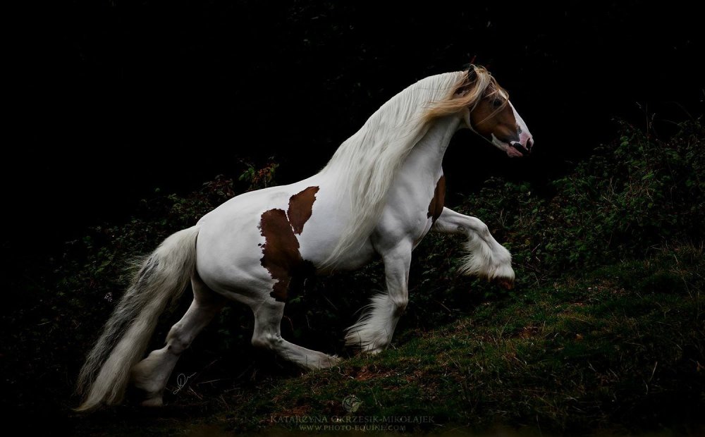 Цыганский Ваннер лошадь