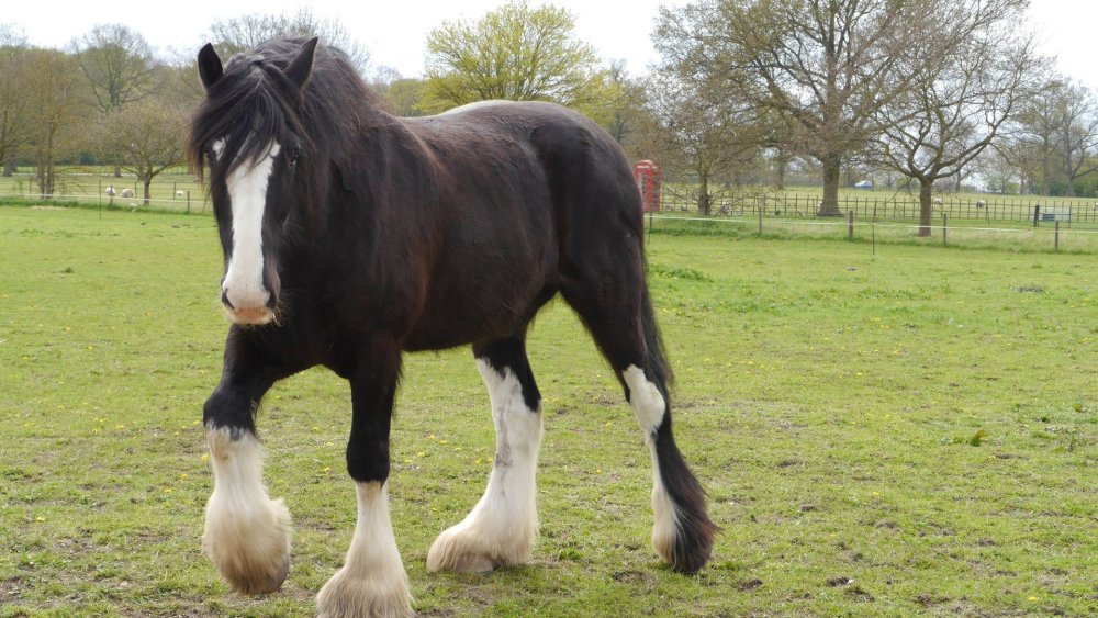 Лошадь альбинос