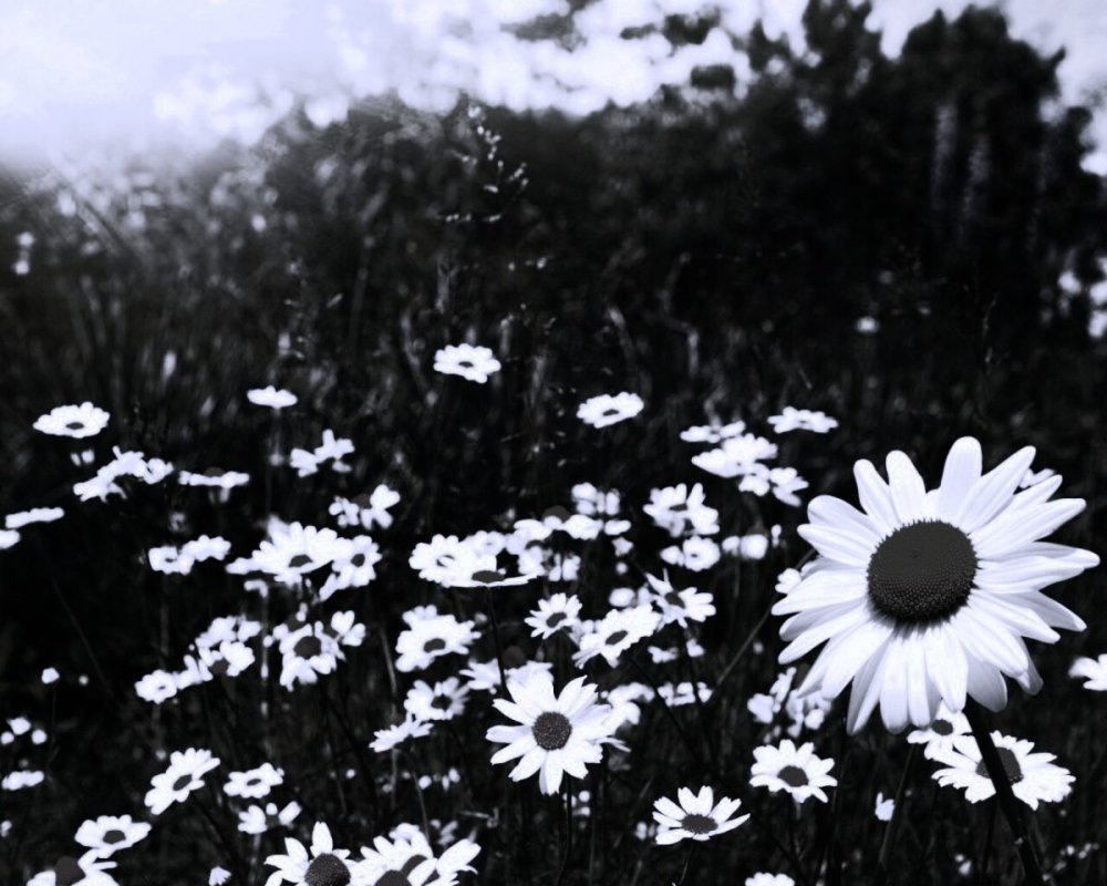 Природа в черно белых тонах