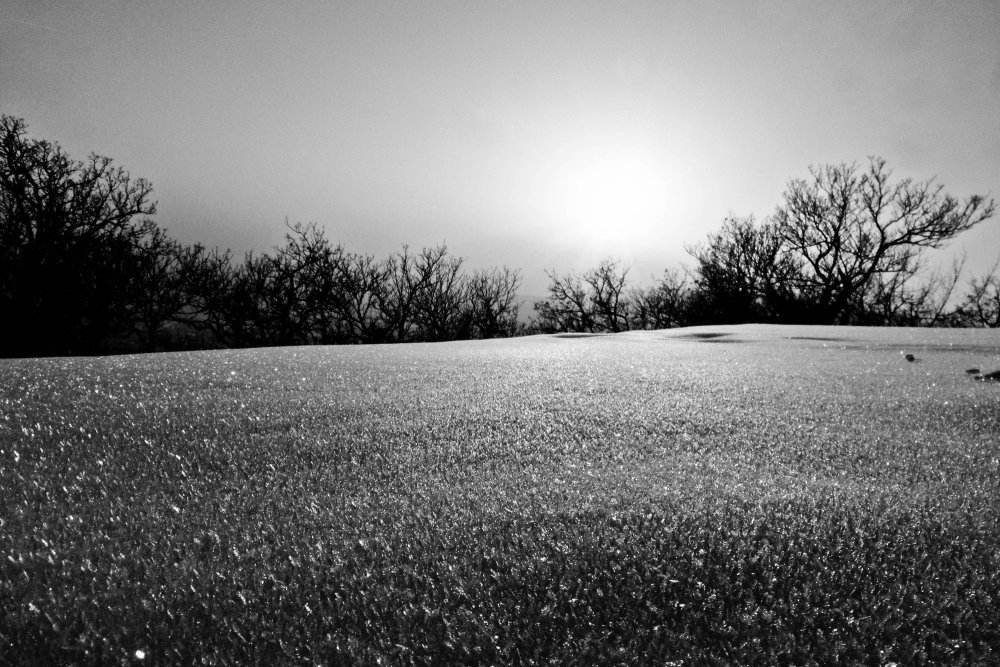 Черно-белый цветок