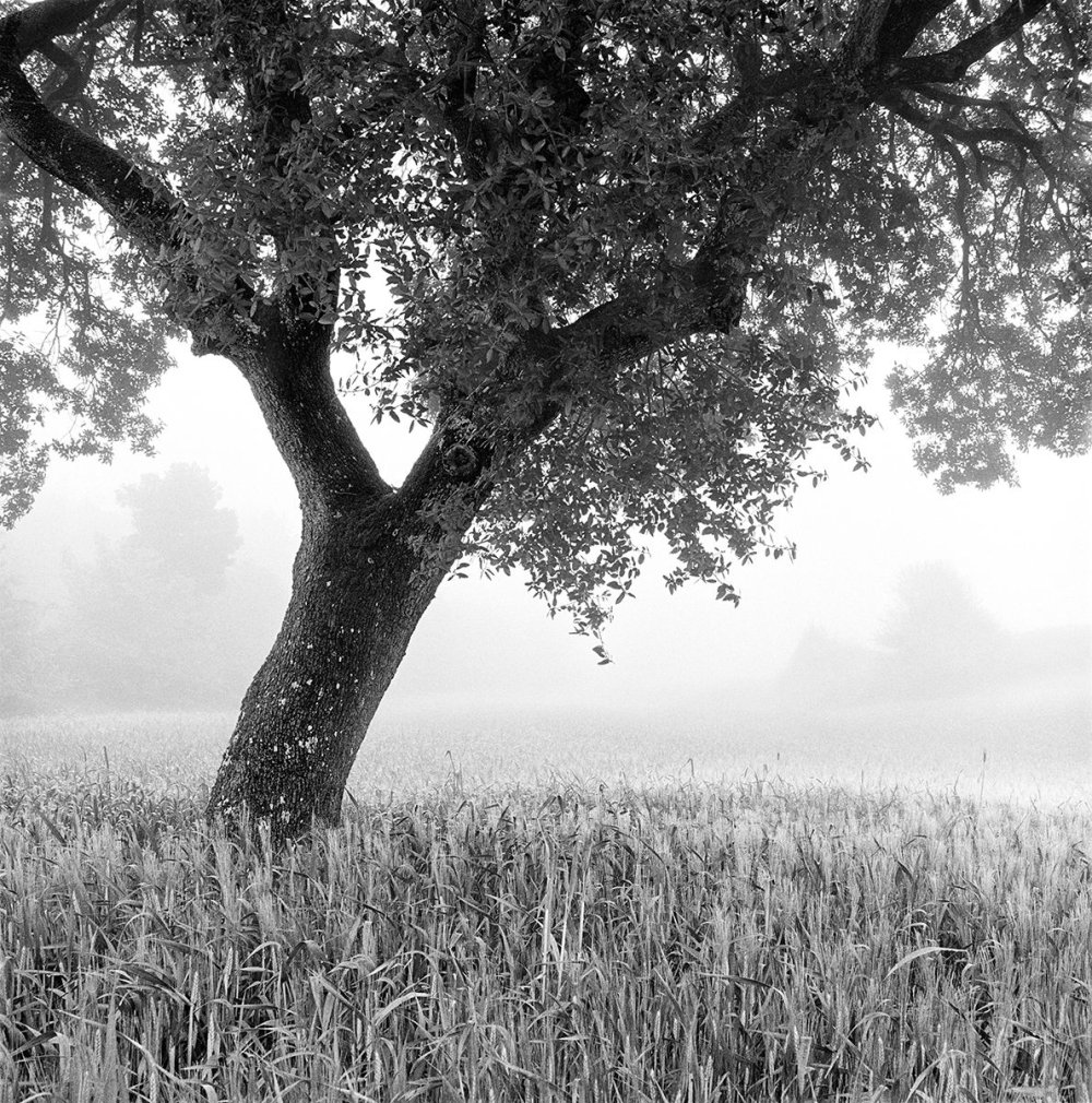 Черно белые картинки природы