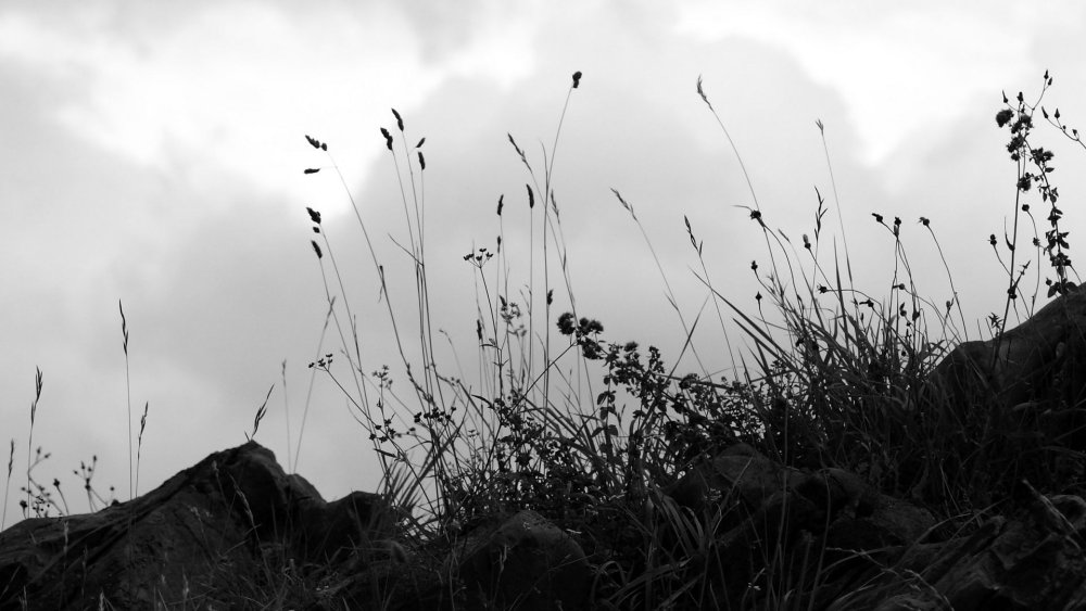 Эстетика природы черно белые