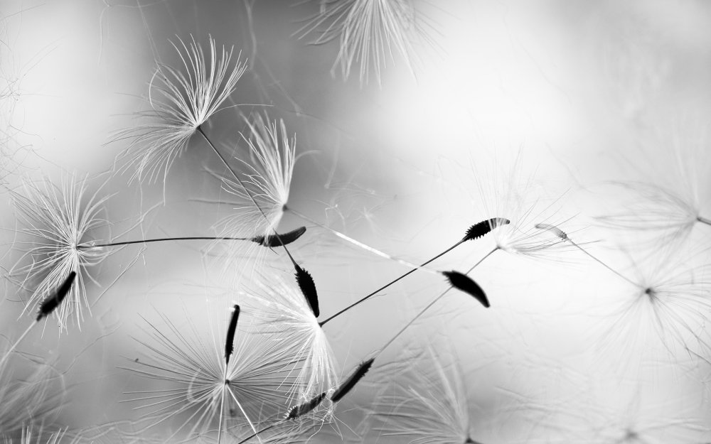 Черно белое лето