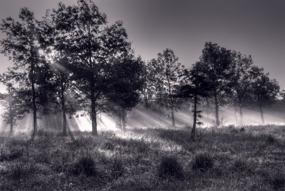 Черно белая фотосессия на природе