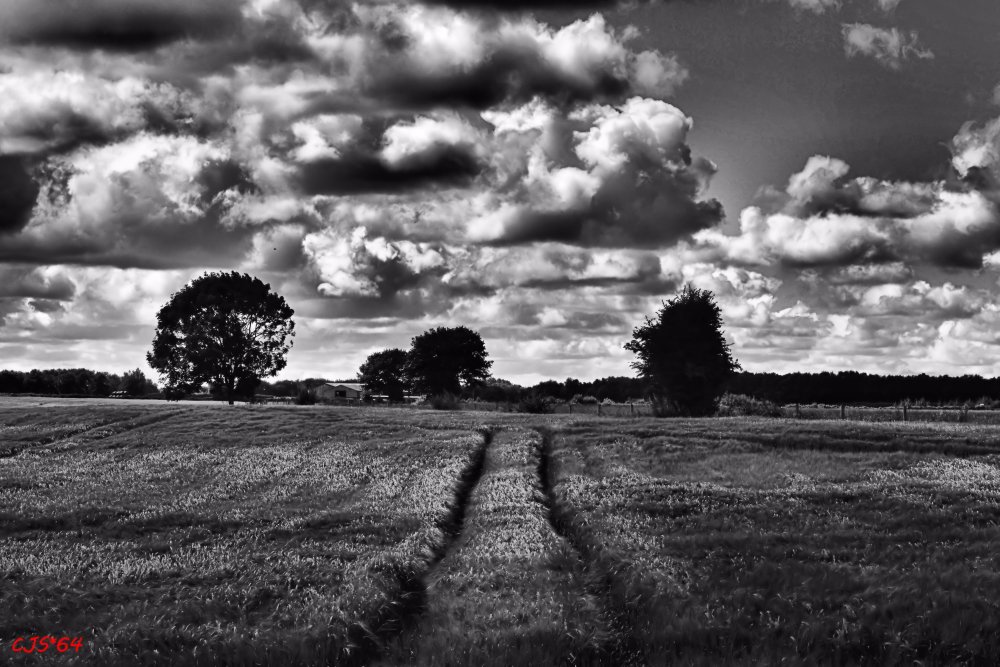 Луговые цветы