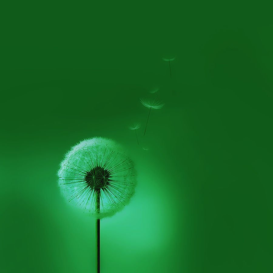 Зеленый предмет на зеленом фоне