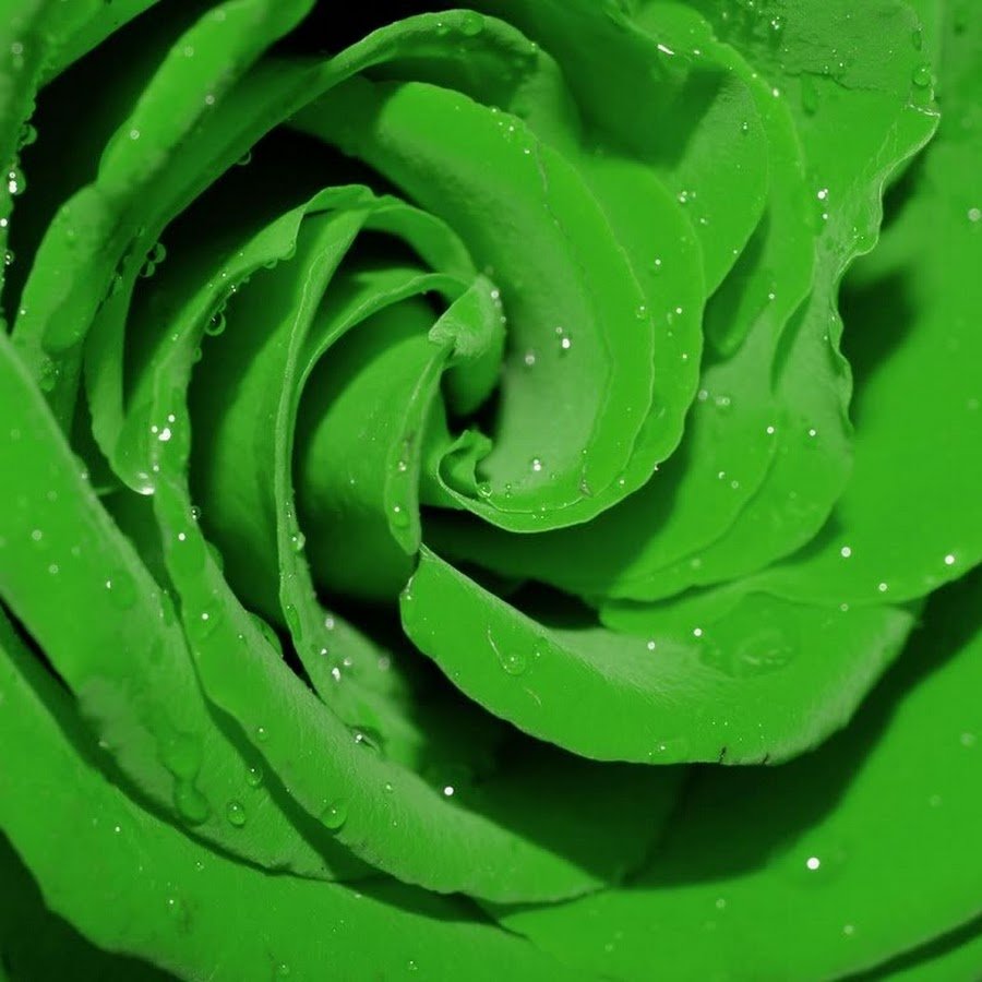 Салатовый цвет