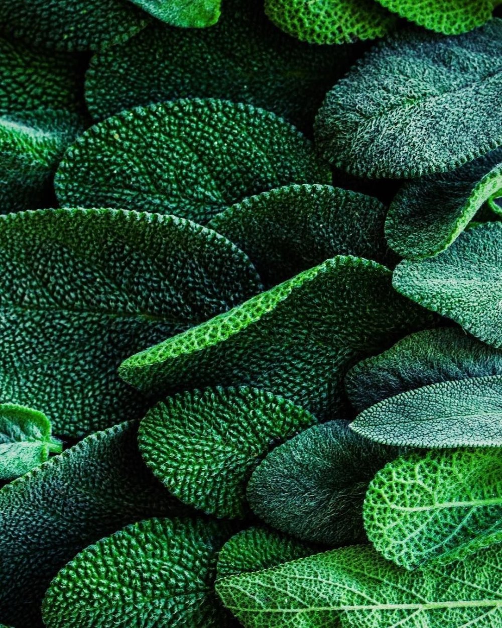 Красивый зеленый цвет