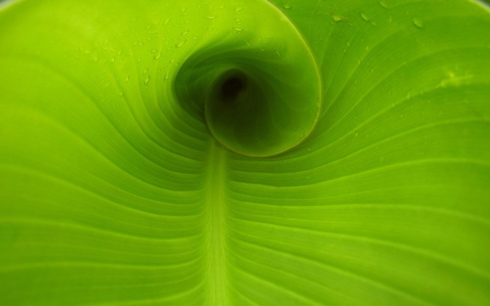 Обои на рабочий стол зеленый цвет