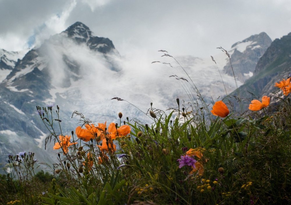 Терскол Альпийские Луга