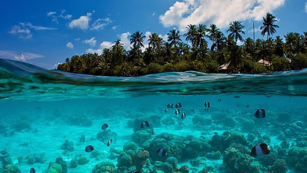 Наполовину в воде