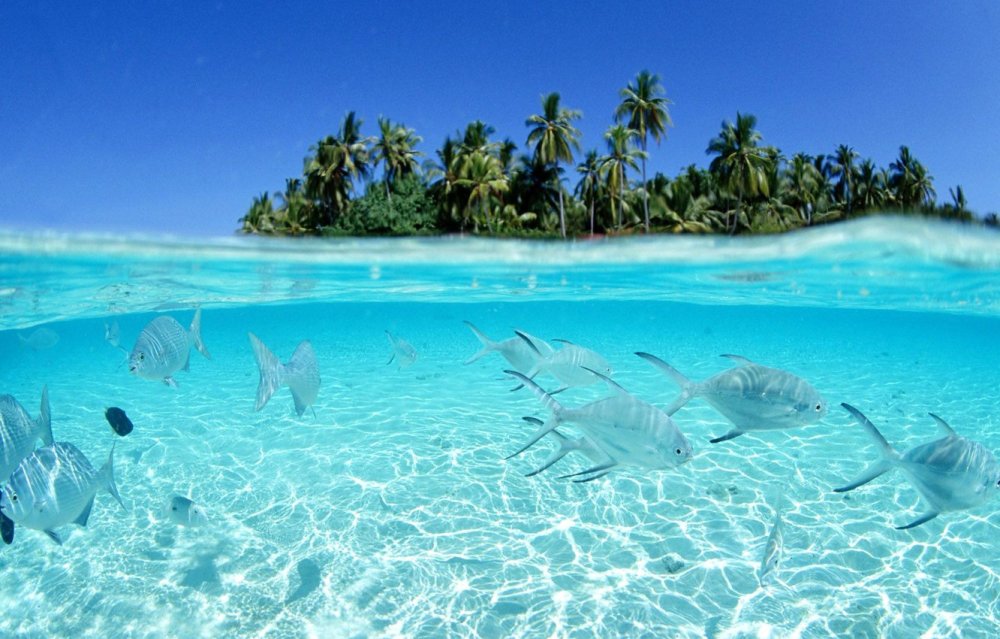 Подводные пейзажи