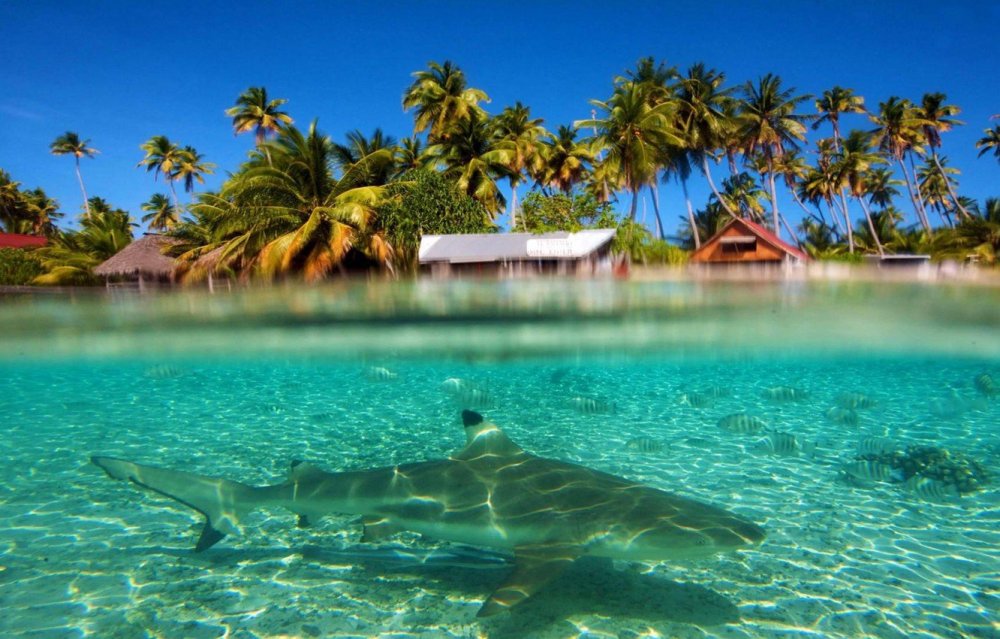 Море из мультика