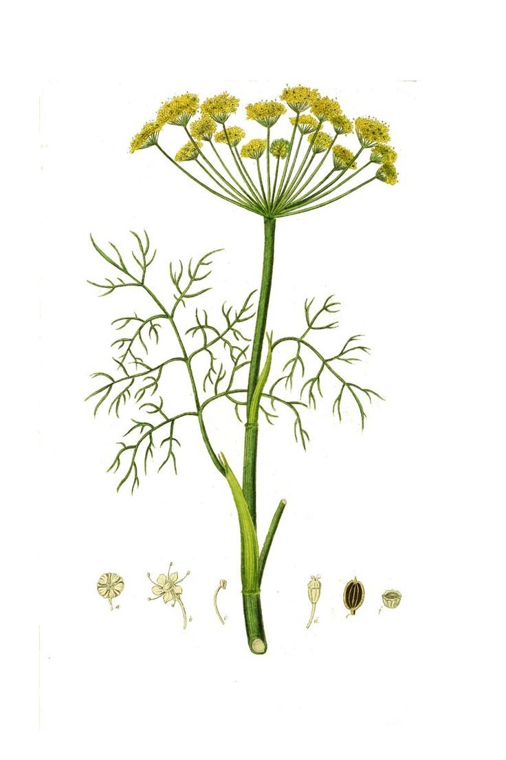 Дудник Лесной дягиль