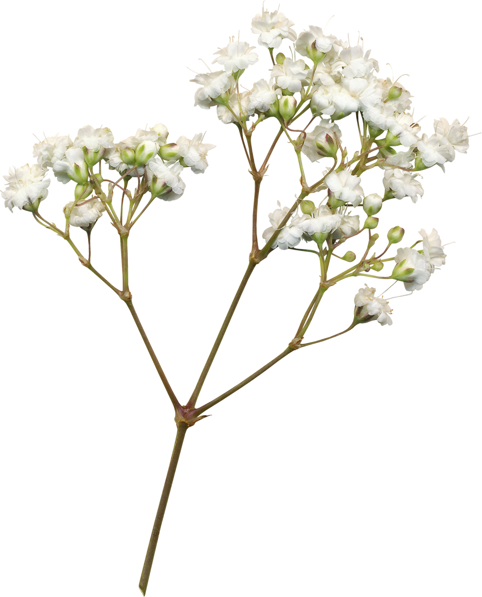 Укроп раскраска для детей