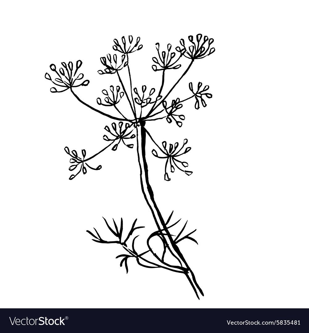 Курай растение в Башкирии