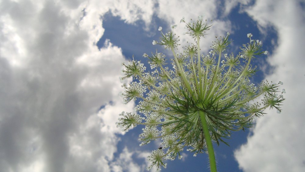 Курай Башкортостана