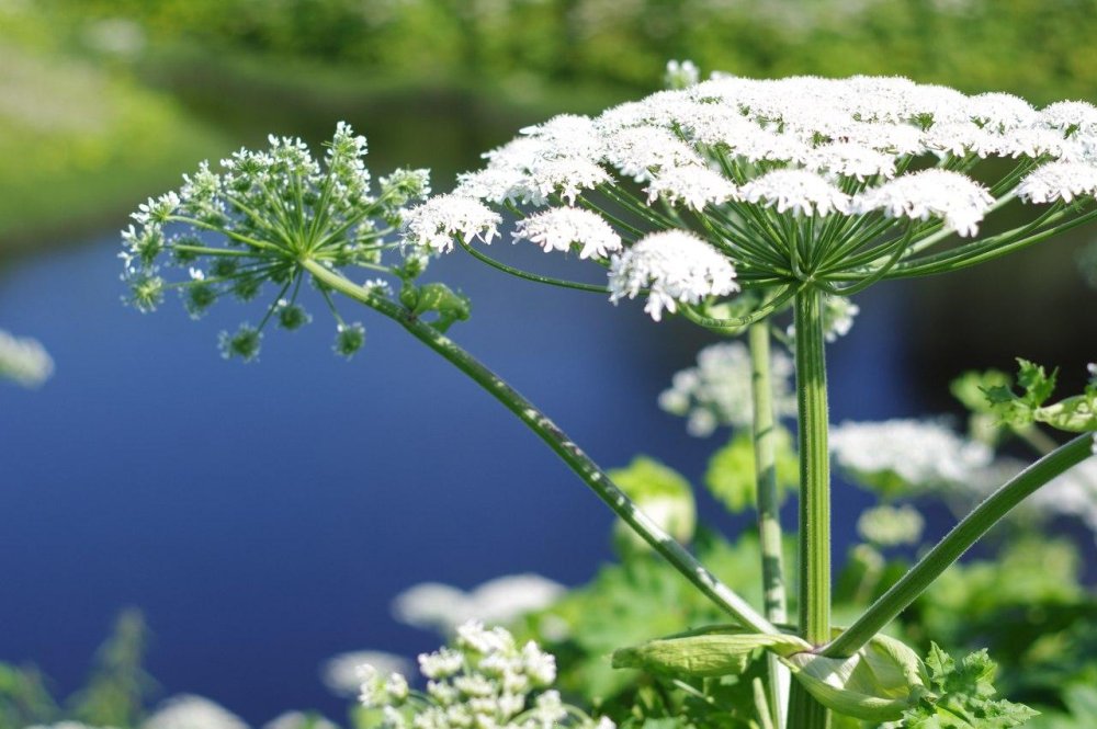 Год башкирского языка эмблема