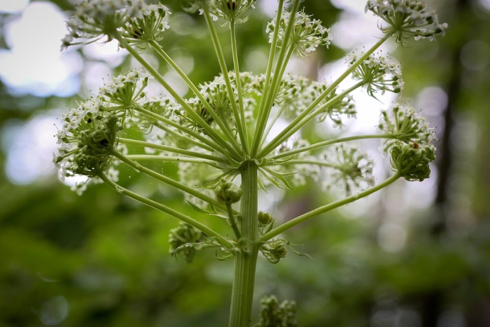 Фенхель обыкновенный ботаника