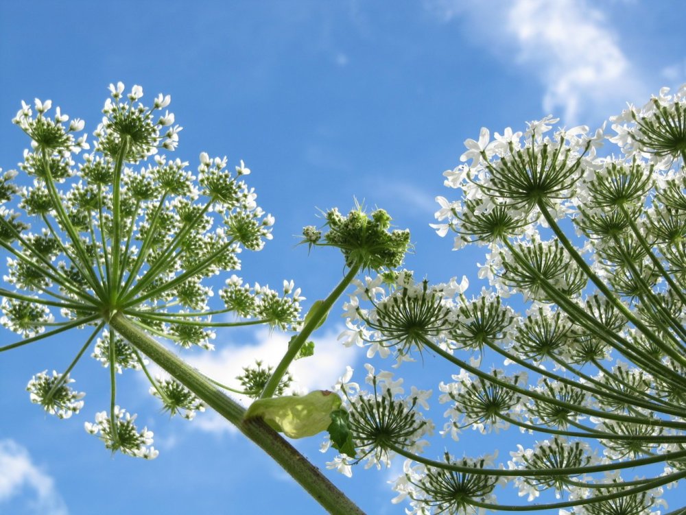 Курай символ