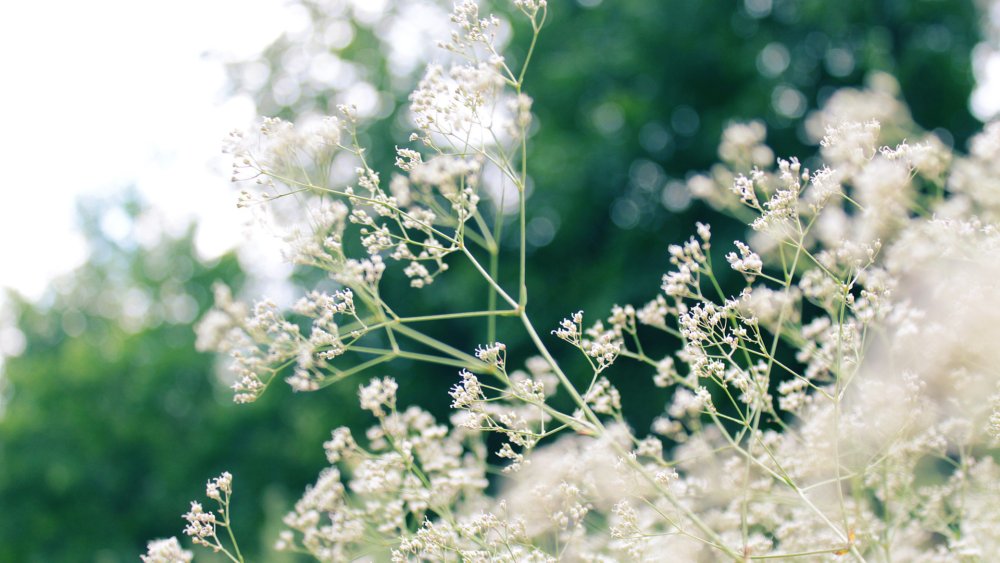 Реброплодник Уральский курай