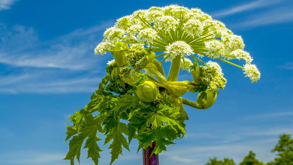 Небо зелень