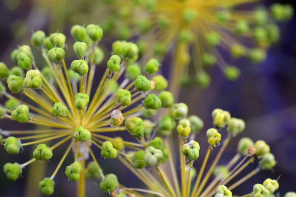Белые маленькие цветочки на улице виде укопа