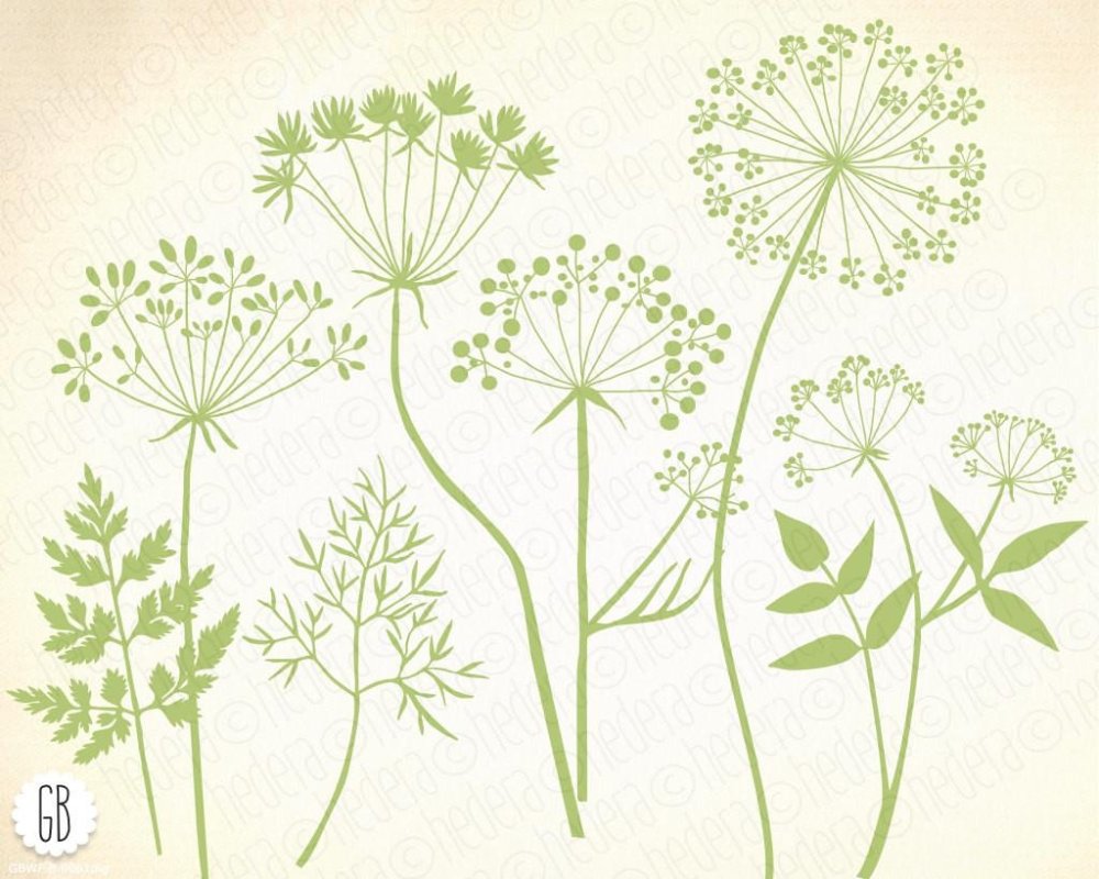 Цветок курая Башкортостан