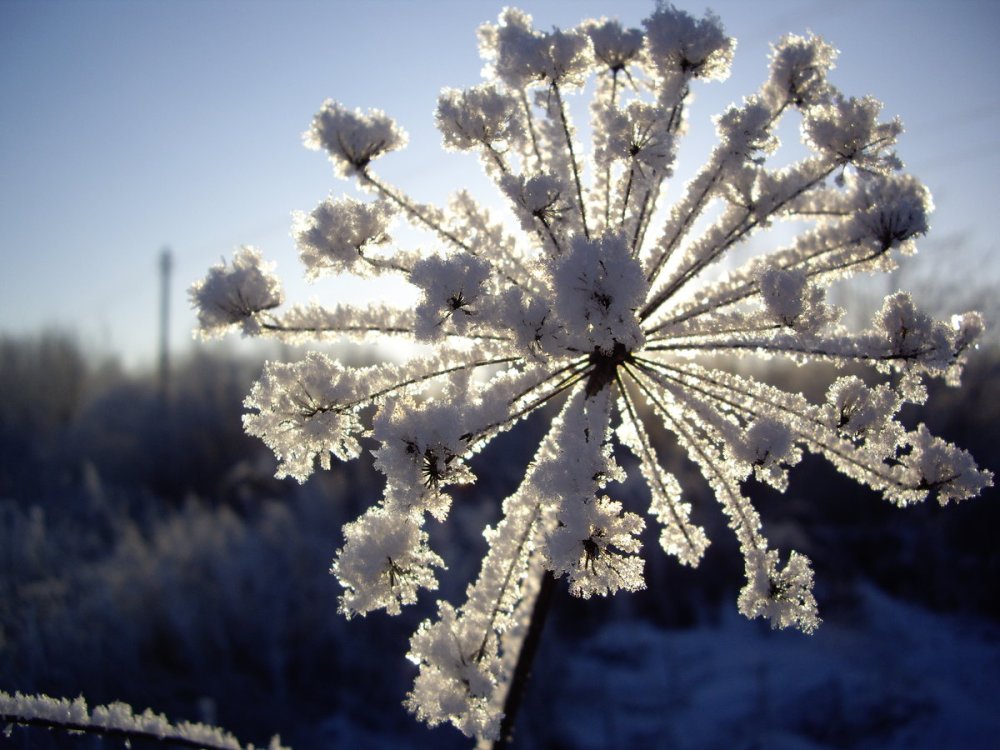 Дягиль Дудник лекарственный