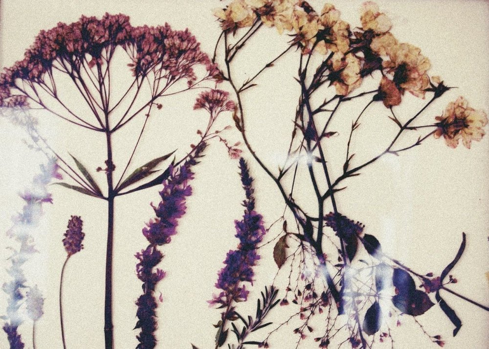 Снежные цветы