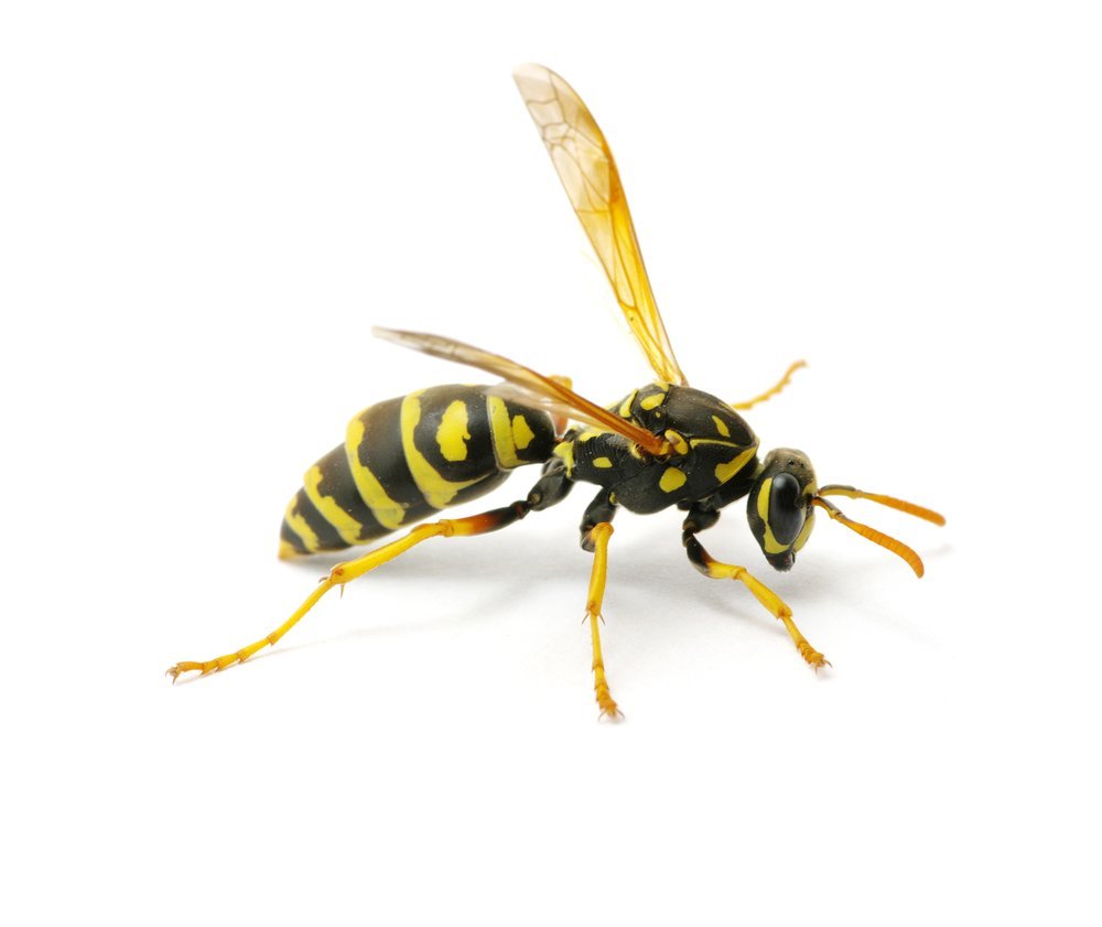 Оса роющая на белом фоне
