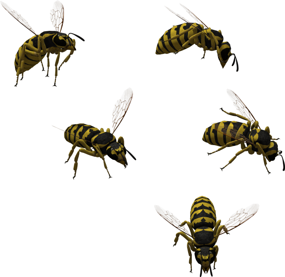 Оса на прозрачном фоне для фотошопа