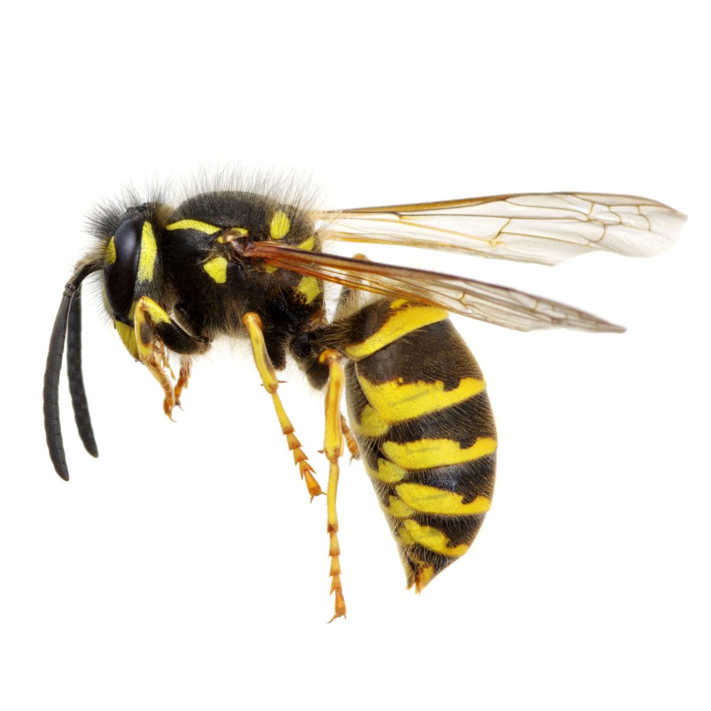 Yellow Jacket Wasp