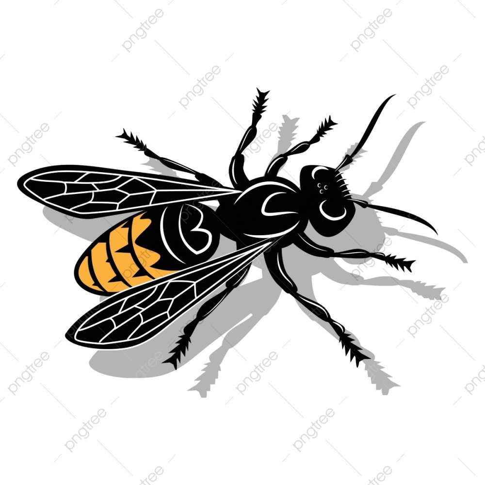 Насекомые Оса вектор