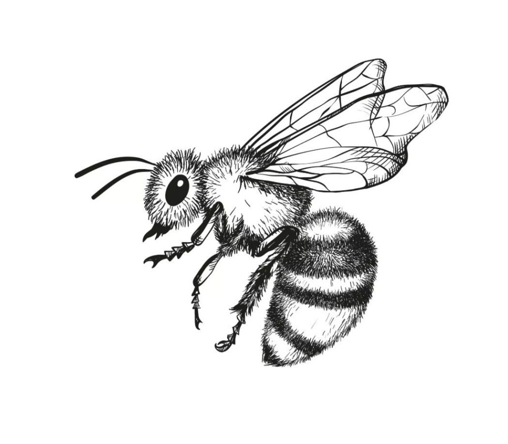 Пчела рисунок