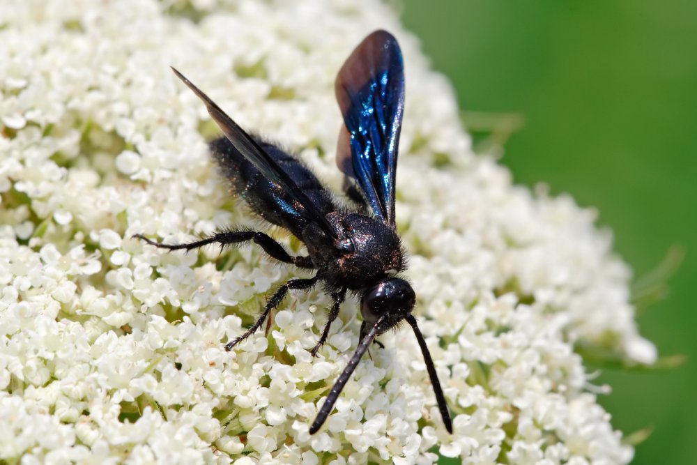 Среднеазиатская Сколия