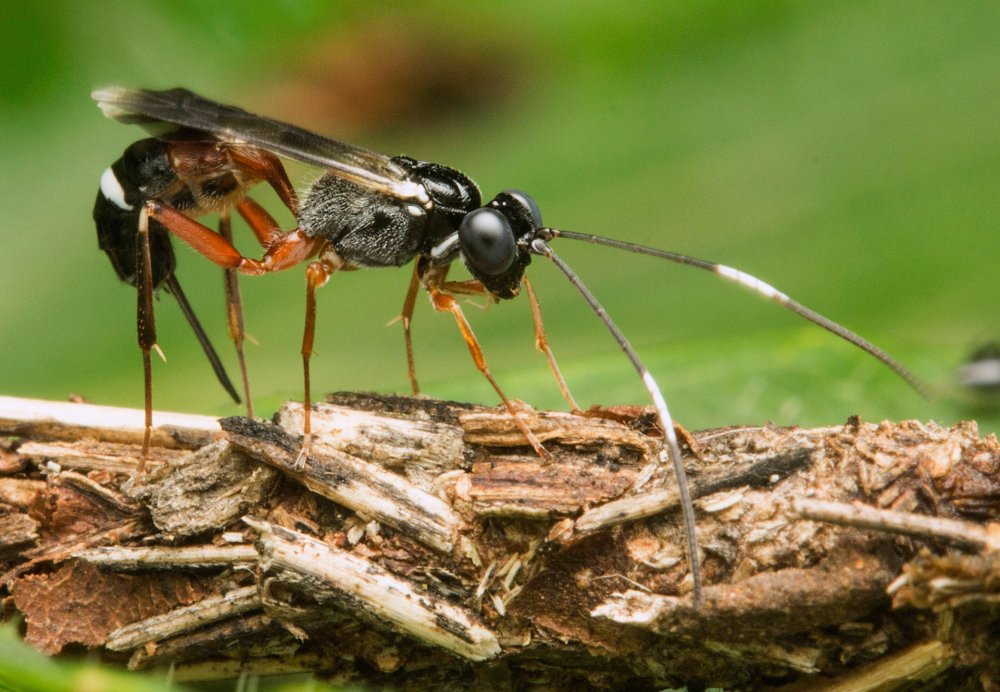 Муравьиный Шершень