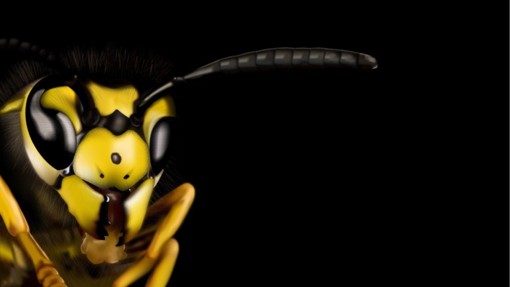 Черно желтая пчела