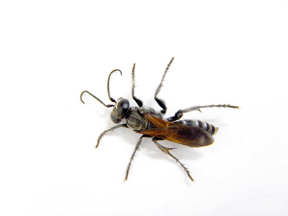 Редкие насекомые на белом фоне