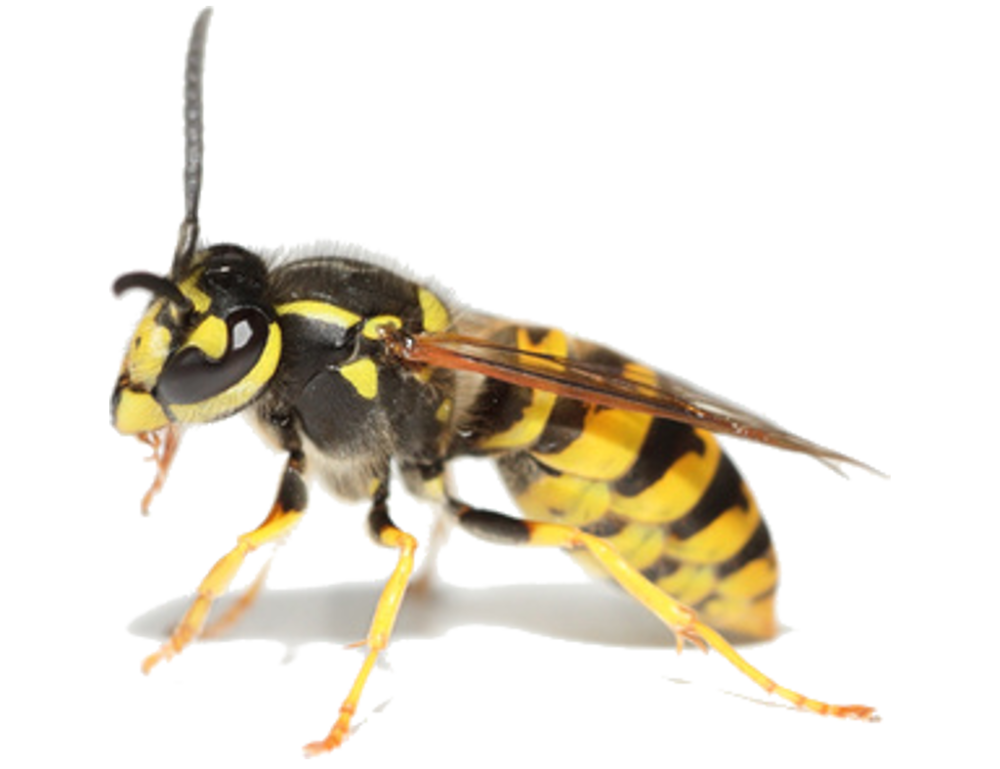 Оса на прозрачном фоне