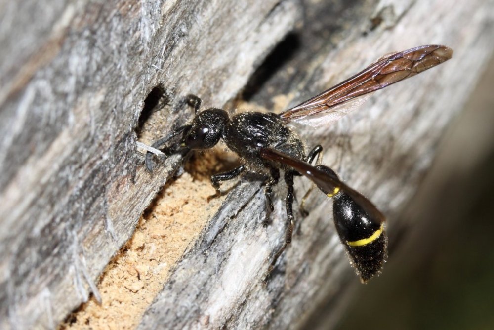 Земляная Оса черная