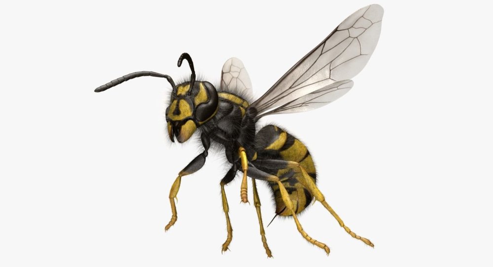 Vespula vulgaris