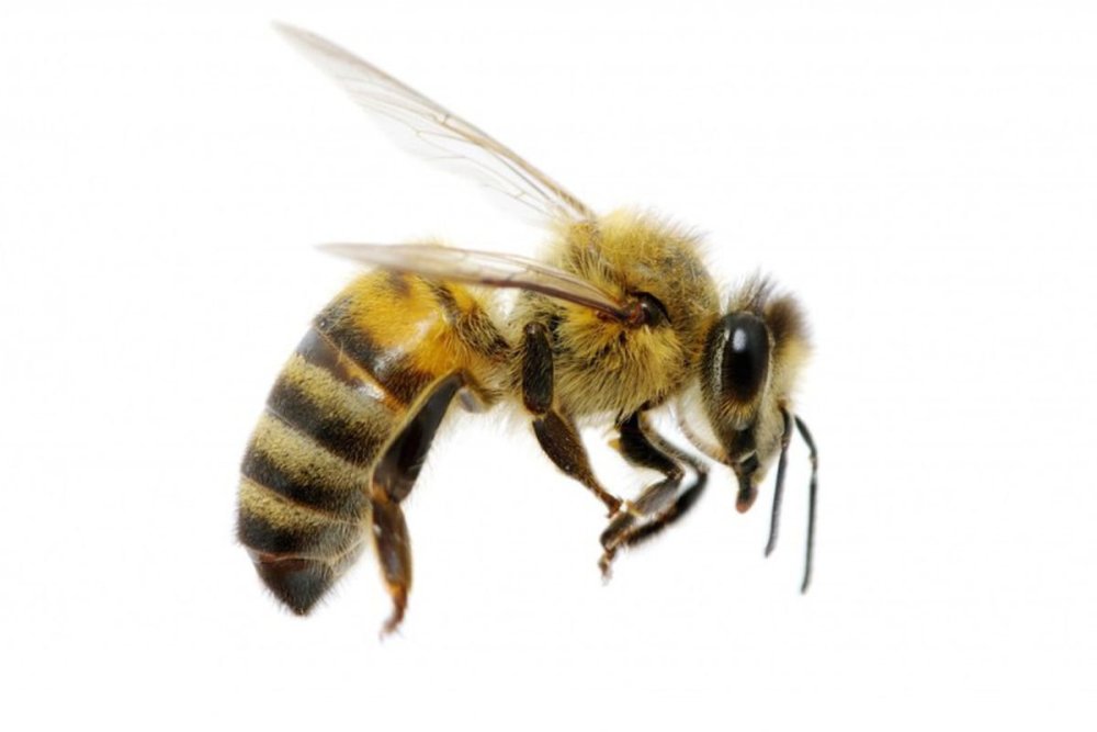 Пчела на прозрачном фоне