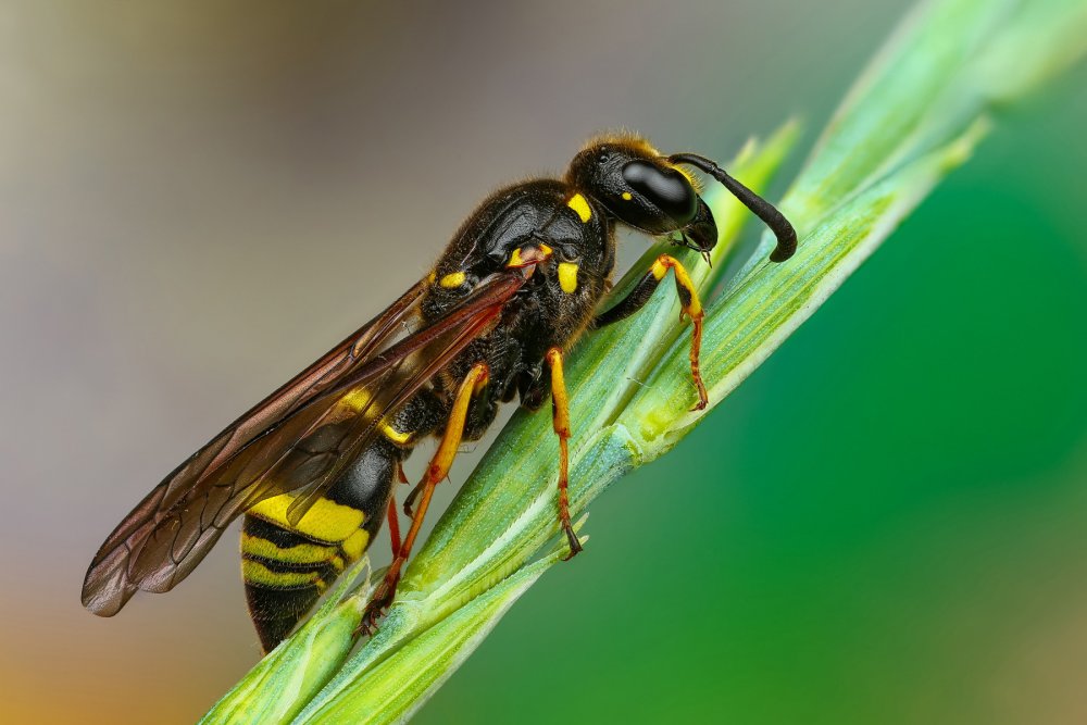 Краснобрюхая дорожная Оса