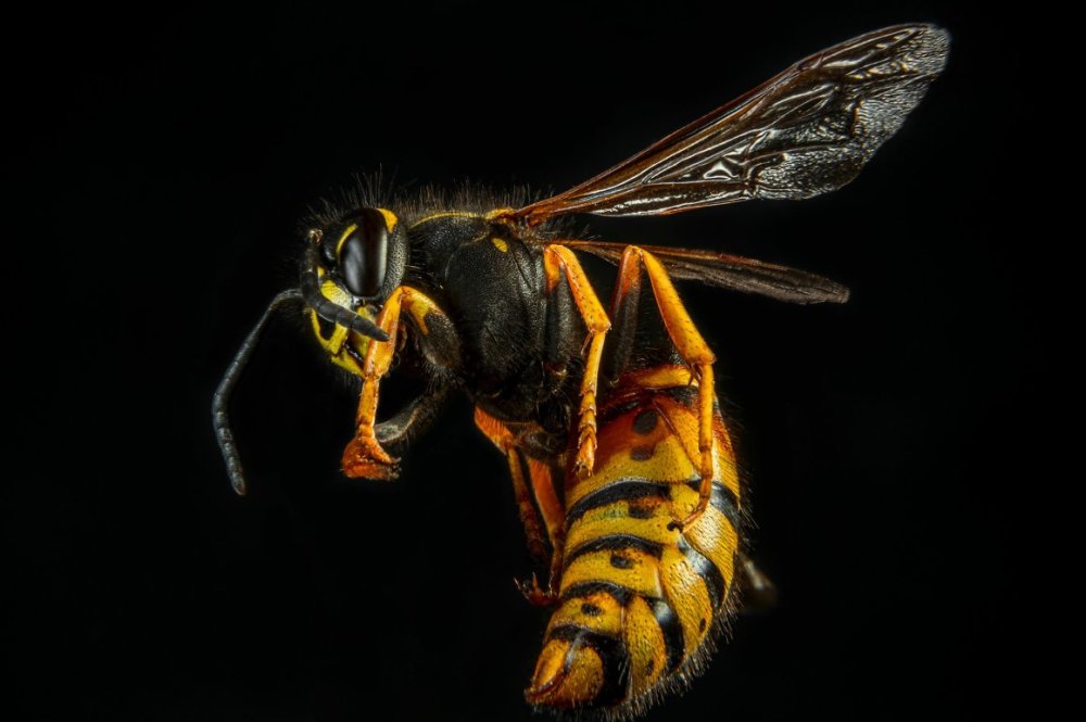 Оса Euparagia scutellaris