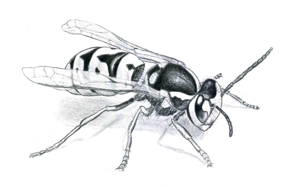 Оса черно белая