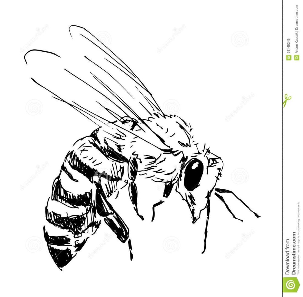 Пчела скетч