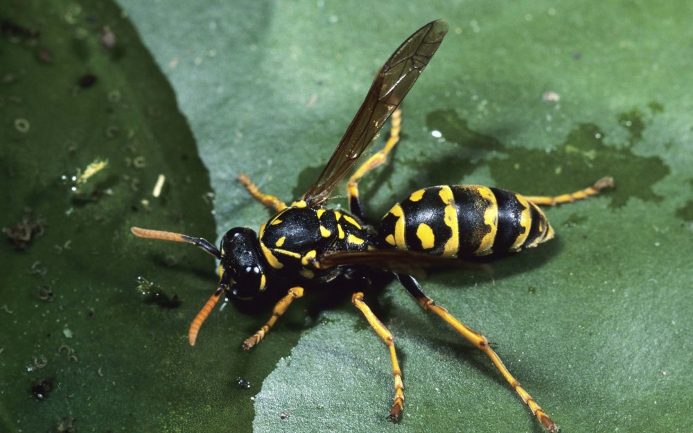 Пилюльная Оса