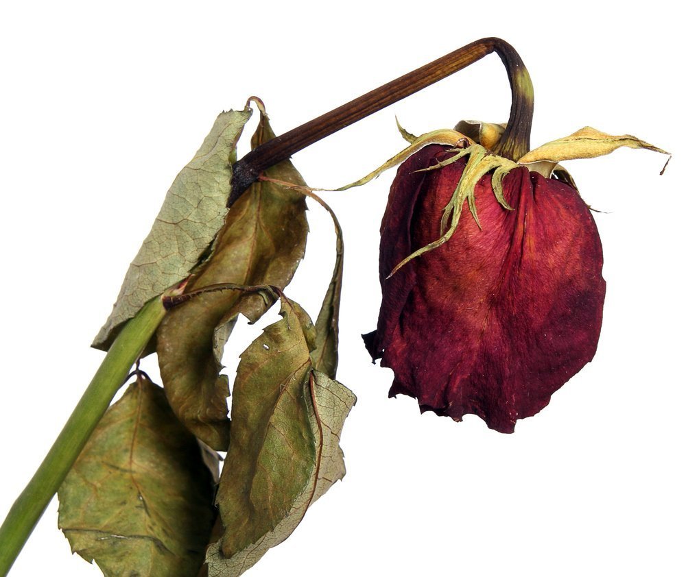 Увядший цветок