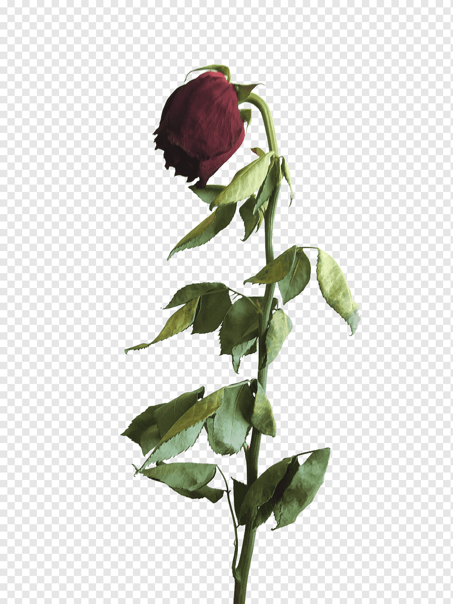 Увядшая роза на прозрачном фоне